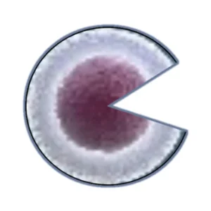 Dakota Stem Cell Institute