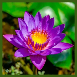 Lotus Center for Integral Healing & Wellness