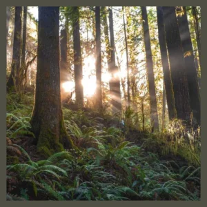 Mending Roots Wellness