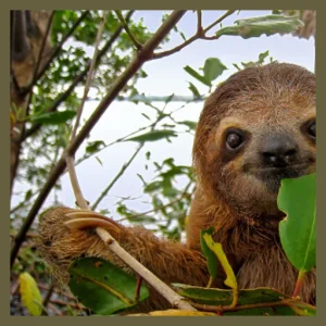 Peace Love Sloths