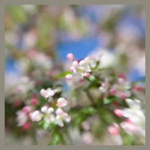 Root Cause Biomagnetic Therapy