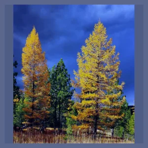 Tamarack wellness clinic missoula, missoula womens healthcare