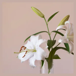 White Lily Wellness